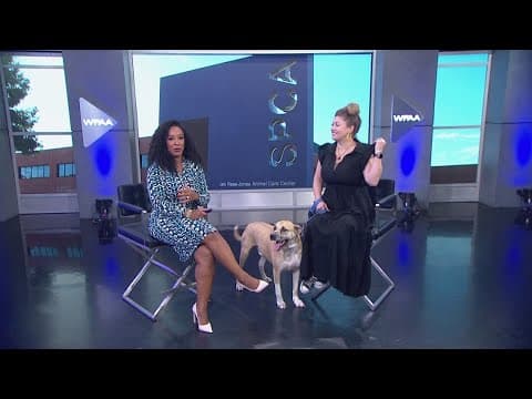 Tailwaggers: Meet Chunk