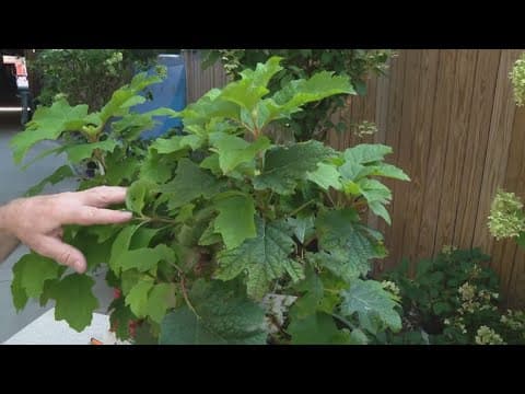 Home & Garden with Pat Sullivan: Answering viewer mail