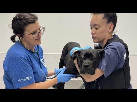 Nearly 40 dogs suspected of being used in organized dogfighting seized in Franklin County