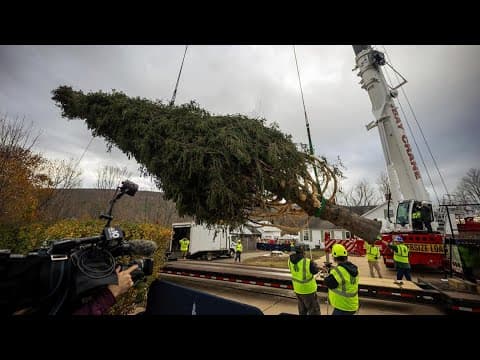 Rockefeller Christmas tree cut down in Massachusetts