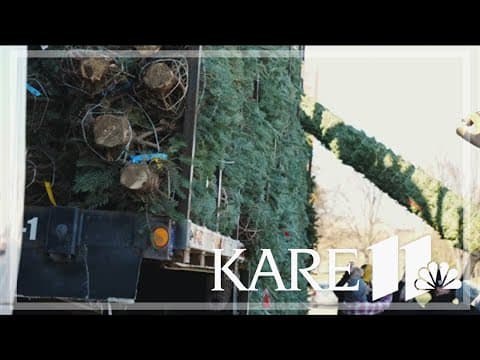 Our Lady of Grace's Christmas Tree Lot in Edina