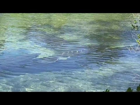 Investigation underway after nine manatee deaths in Homosassa River