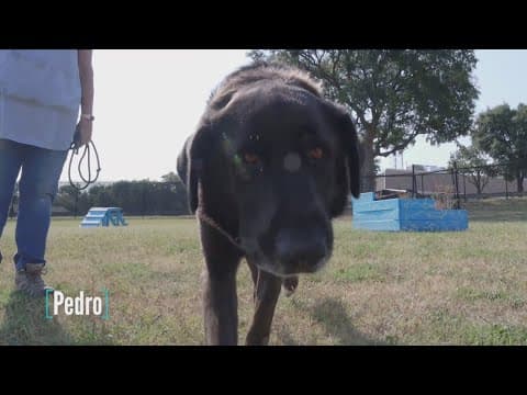 Tailwaggers: Meet Pedro