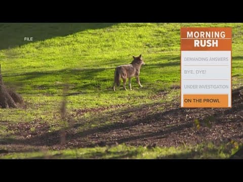 Coyote mating season starts now!