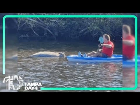 Manatee found dead in Largo, FWC investigating cause of death