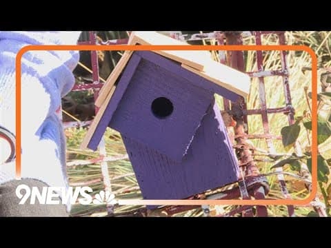 Taking care of backyard birds