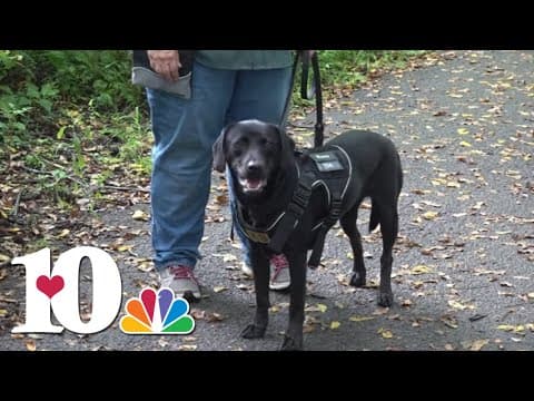 TN Dept. of Agriculture using dogs to hunt down invasive spotted lanternflies