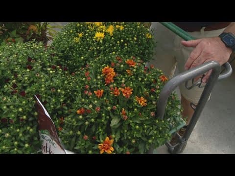 Pat Sullivan's tips for taking care of mums