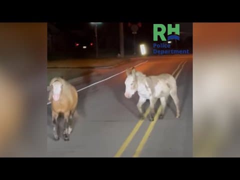 North Texas ponies get a police escort home