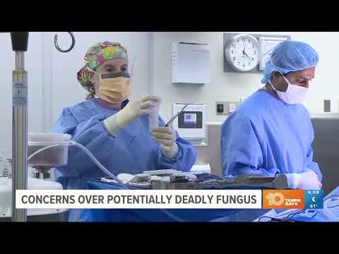 Cases of deadly fungus grow in recent years; CDC warns of increasing threat