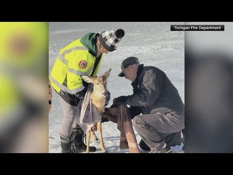 Herd of deer rescued after falling through ice in frozen river