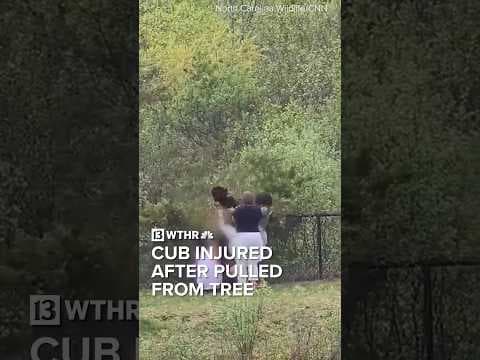 Bear cub at rehab facility after being pulled from tree by people wanting pictures