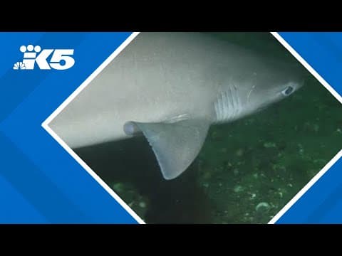 Did you know Des Moines is the 'Sixgill Shark Capital of the World'?