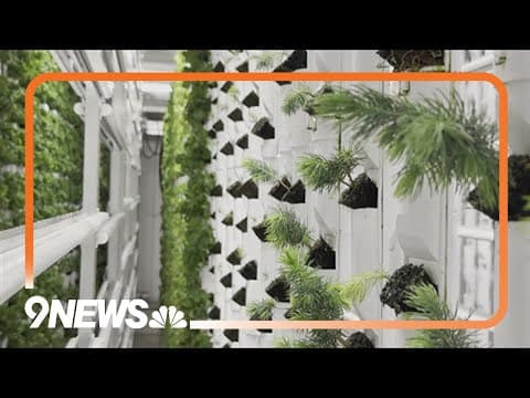 Company growing hydroponic trees for burn scars