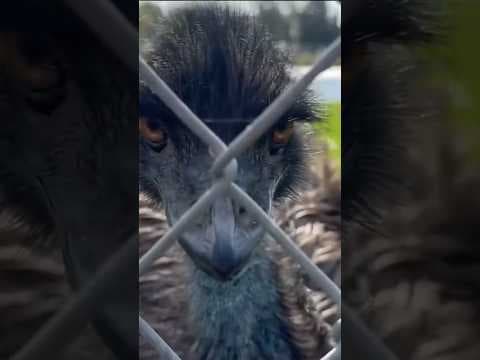 Emus at Dairy Queen? Head to McGregor to meet them