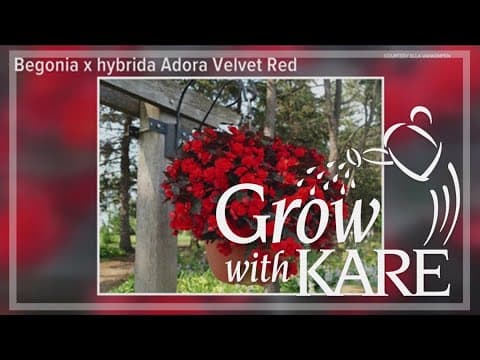 Grow with KARE: Top ten annuals