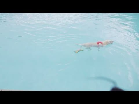 Doggie Dip Days are back at Inskip Pool