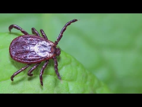 Ohio mother urges people to take health seriously as son deals with Chronic Lyme Disease