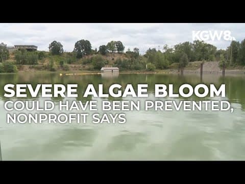 Nonprofit raises alarm over state of Ross Island Lagoon as algae bloom takes over Willamette River
