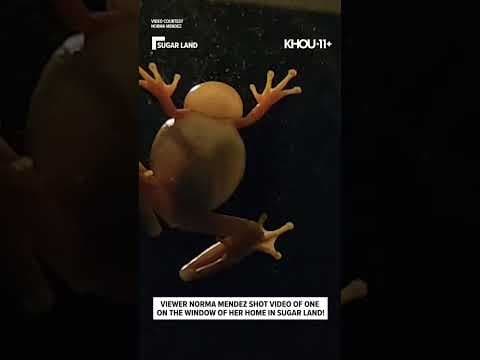 Ever see this angle of a croaking frog?