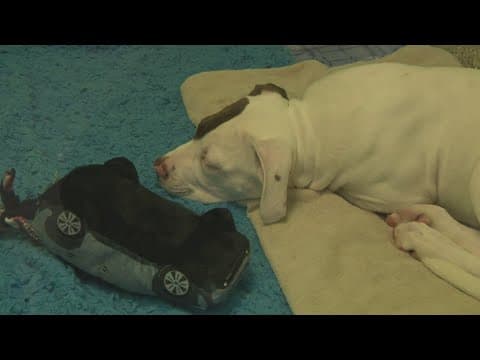 Humane Rescue Alliance seeking donations after spending $56,000 treating 31 dogs