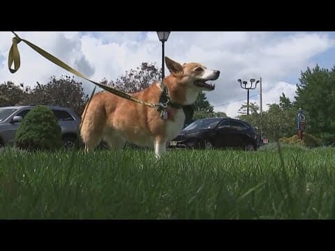 New experimental drug could help dogs live longer