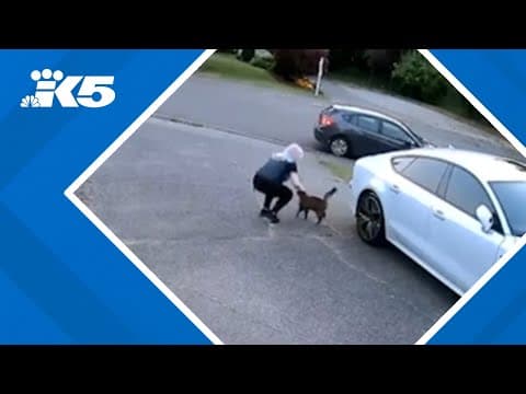 Everett family says Amazon delivery driver stole their cat