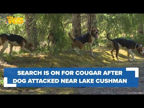 Officials searching for cougar after dog attacked near Lake Cushman