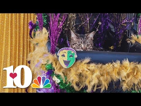Cool cats coming out for Mardi Growl