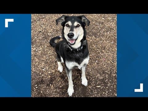 Pets of the Week: 4-20-2024