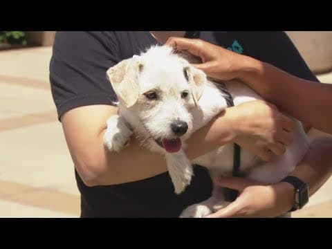 Lost or found a pet after July 4th? Here is what you should do