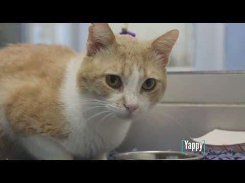 Tailwaggers: Meet Yappy