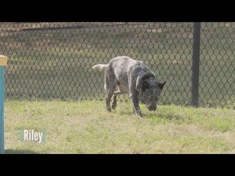 Tailwaggers: Meet Riley