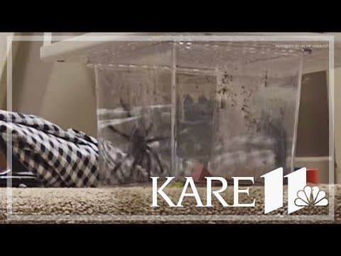 Assault charges filed against county board candidate after allegedly throwing tarantula at fellow te