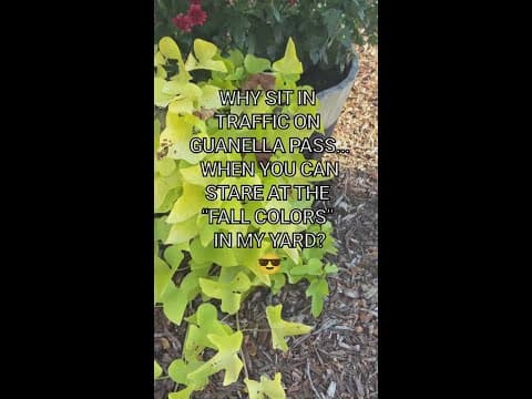 The MUMS are poppin!