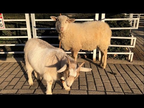 Give the gift of an animal to a family in need from World Vision