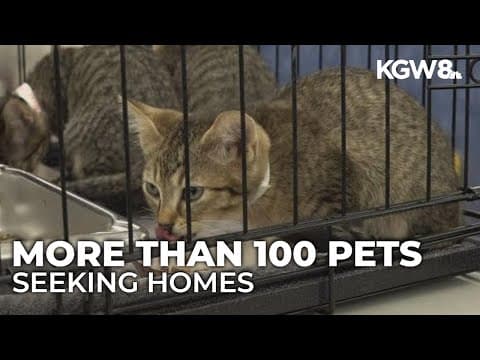 Pets from the South ready for adoption in Pacific Northwest