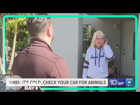 Check your car for cats, critters looking to stay warm in the cold