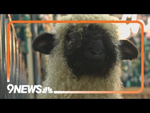 A look at the first day of Colorado's 119th National Western Stock Show