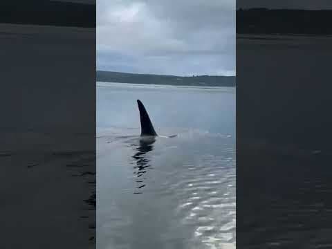 Close encounter: Orca gives boys fishing in Poulsbo the surprise of their life