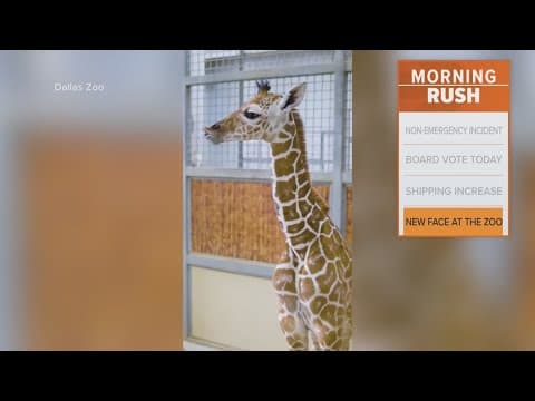 Dallas Zoo introduces its newest giraffe calf
