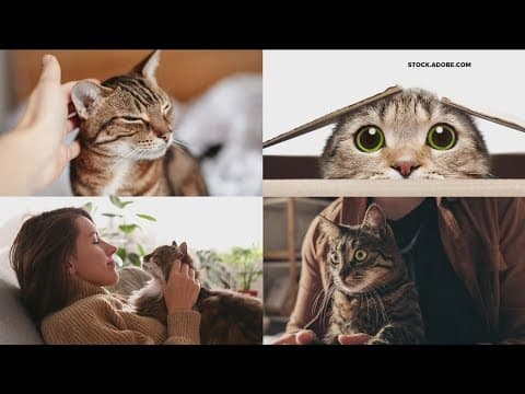 Minneapolis among most popular US cities to own cats