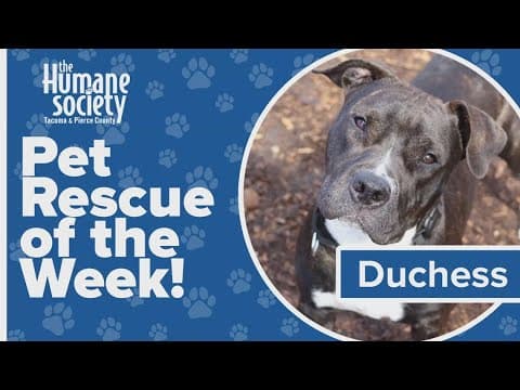 Pet Rescue of the Week: Duchess