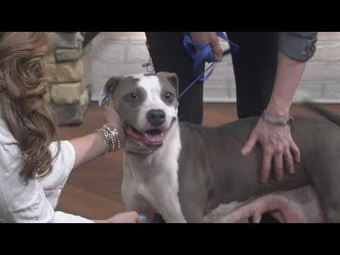 Pet of the Week: Layla