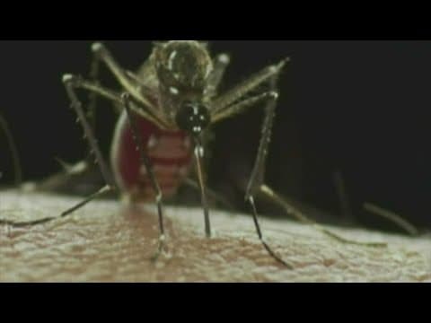 West Nile Virus found in North Knoxville mosquitos, mosquito control to spray area Thursday