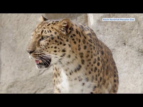 Meet Lisa, the new cat on the block at the Houston Zoo