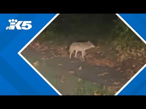 Second aggressive coyote killed in Bellevue