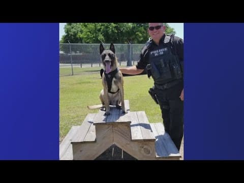 Tampa City Council to accept 3 new K-9 units for the Tampa Police Department