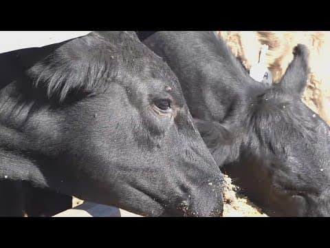 TN farmers face beef boom, soybean struggles