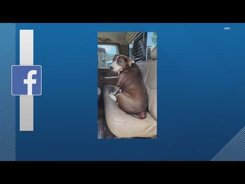 Indianapolis police looking for a stolen truck and dog